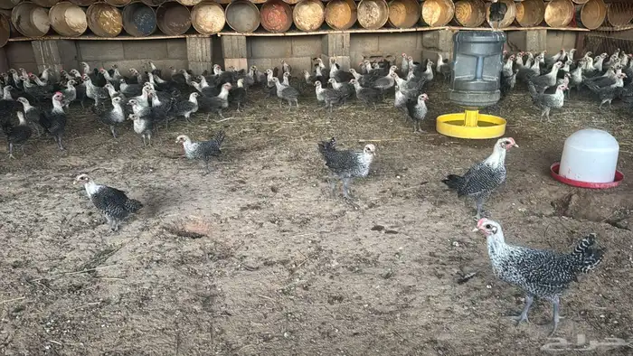 بشاير دجاج وديكه فيومي العمر شهرين اذكروالله 2