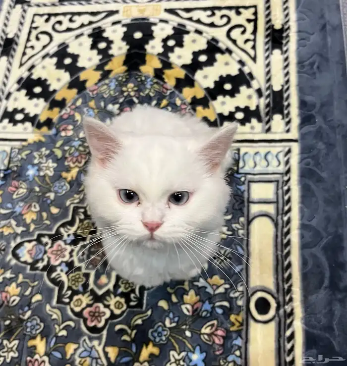 3 قطط شيرازيه للبيع مستعجل (ظرف خاص) 6