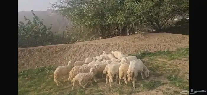 25 ضان للبيع 1