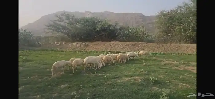 25 ضان للبيع 2