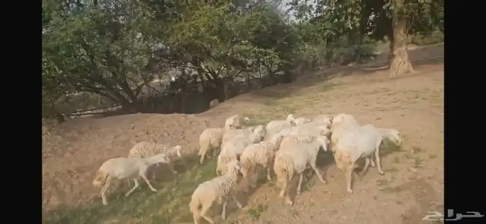 25 ضان للبيع 0