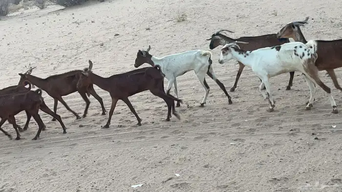 السن (ثنيه رباع سديس قارح. و اكثرها مضاريع  . الصحه شرط 4