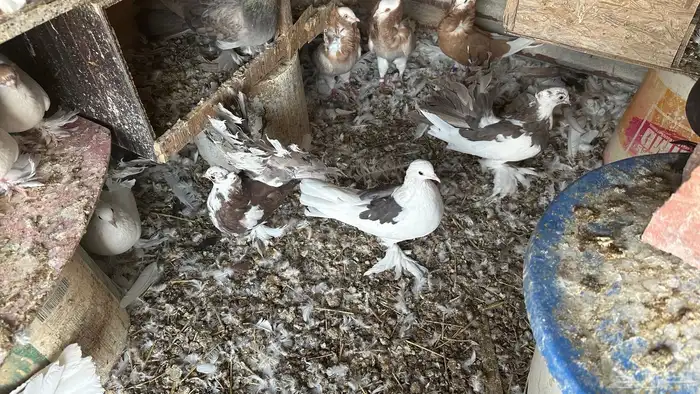 حمام للبيع زينه مشكل 0