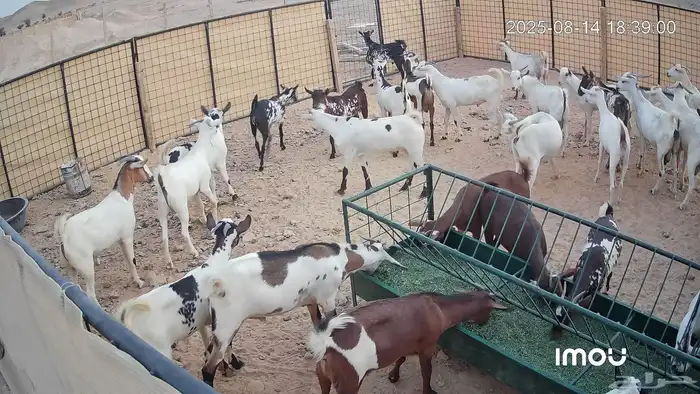 تيوس جنوبيه للبيع 1