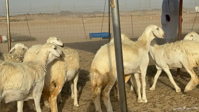 رخال حريات حرش مضاريع صنف عددها 40 21
