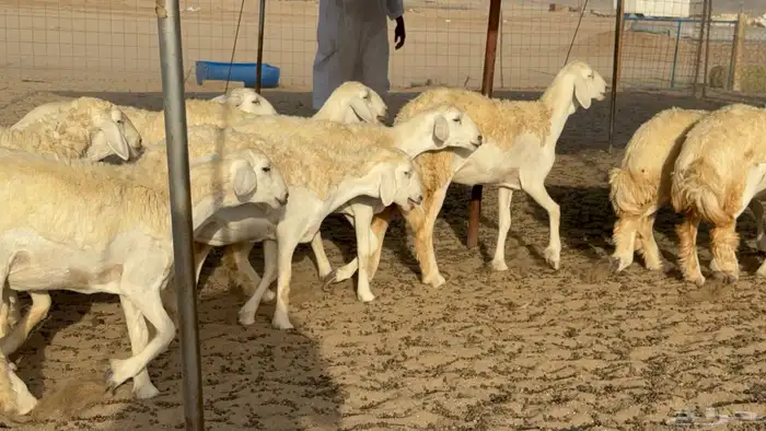 رخال حريات حرش مضاريع صنف عددها 40 23