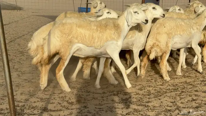 رخال حريات حرش مضاريع صنف عددها 40 2