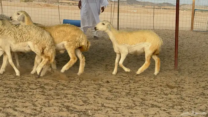 رخال حريات حرش مضاريع صنف عددها 40 37
