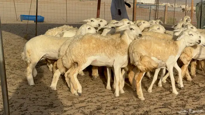 رخال حريات حرش مضاريع صنف عددها 40 26