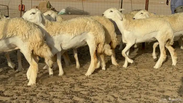 رخال حريات حرش مضاريع صنف عددها 40 10