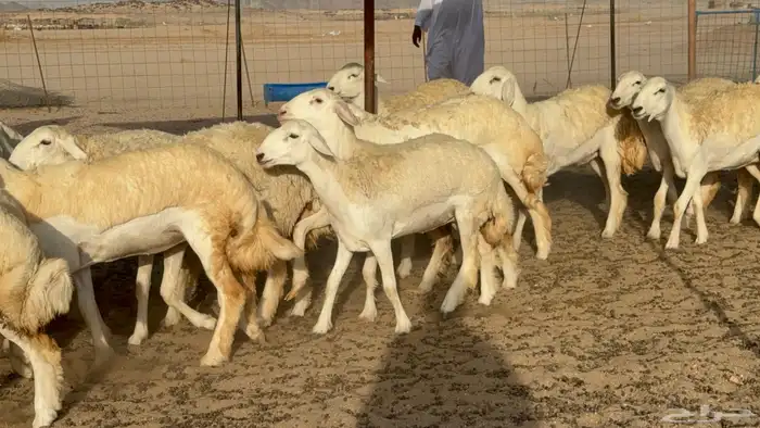 رخال حريات حرش مضاريع صنف عددها 40 5