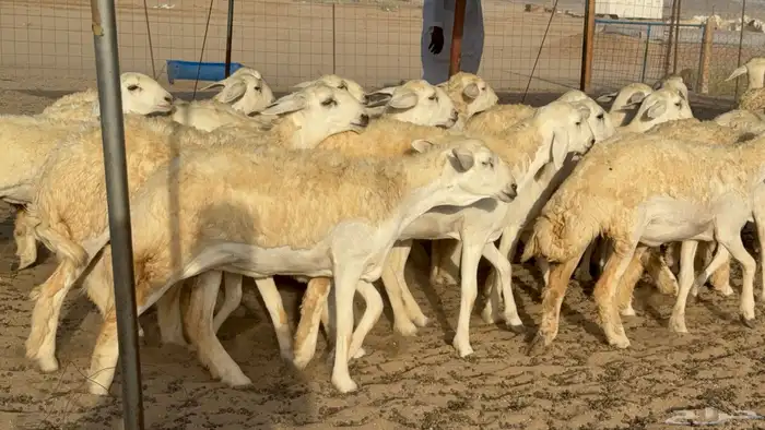 رخال حريات حرش مضاريع صنف عددها 40 25