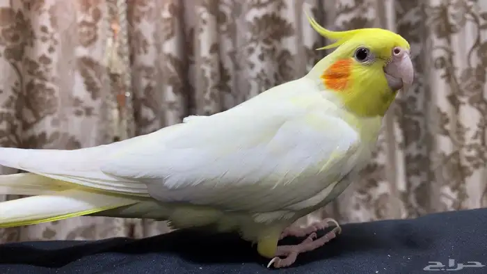 كروان انثى لاتينو للبيع 3