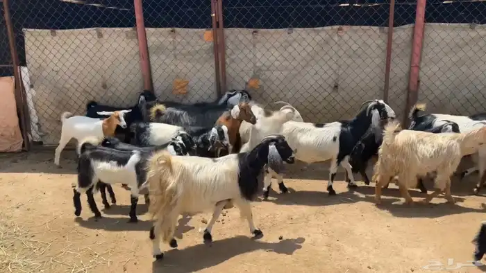 معزاء للبيع 1