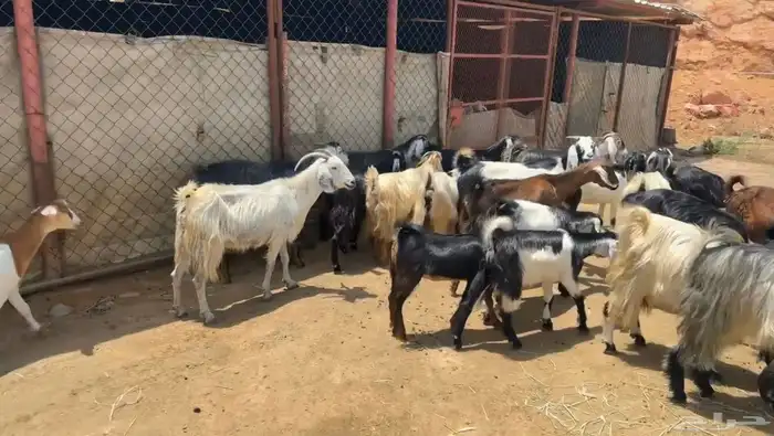 معزاء للبيع 2