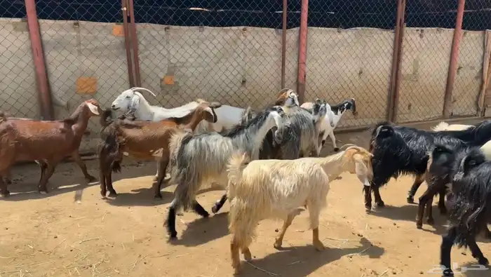 معزاء للبيع 4