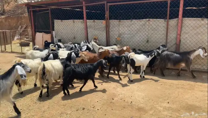 معزاء للبيع 6