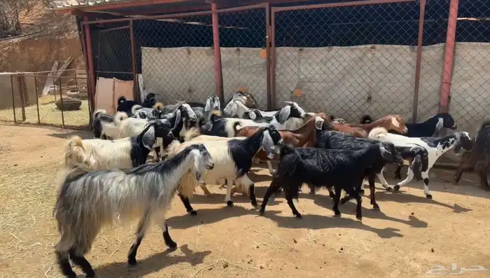 معزاء للبيع 0