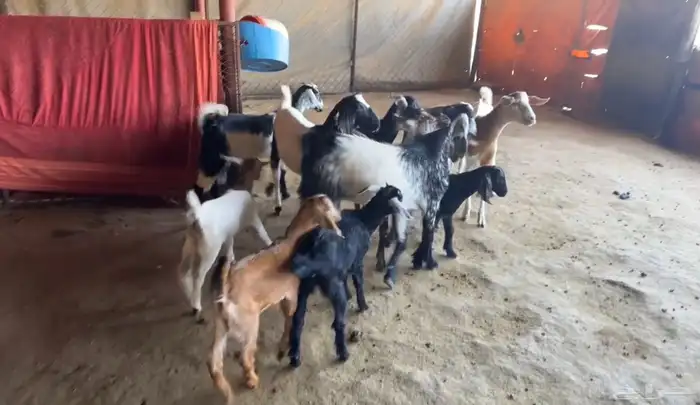 معزاء للبيع 11