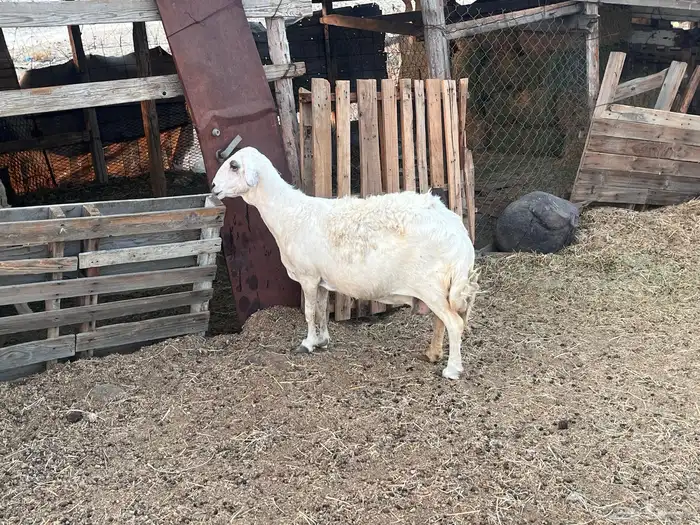 نعجه حريه 0