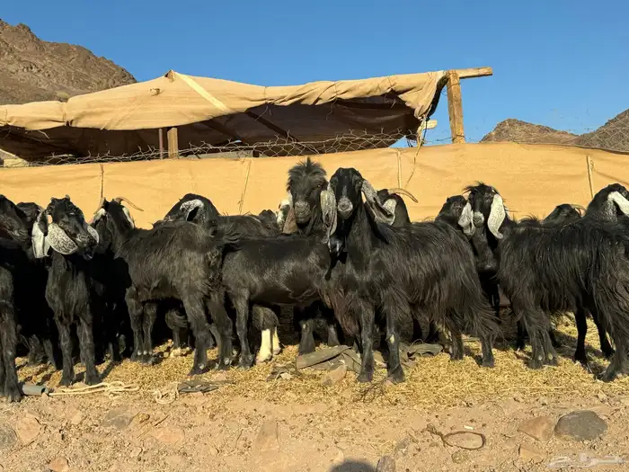 معزا عوارض 12