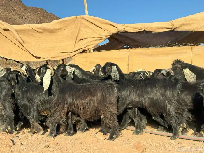 معزا عوارض 10