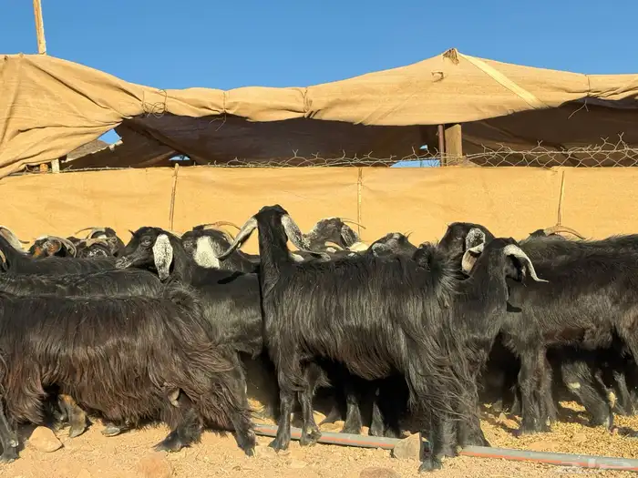 معزا عوارض 6