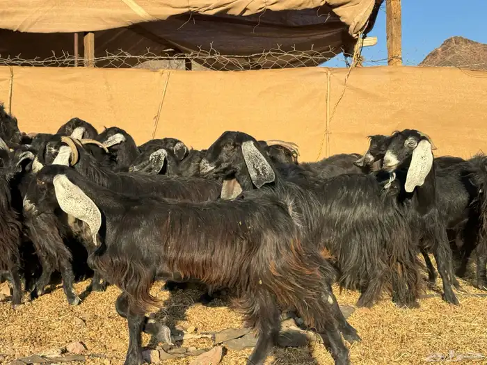 معزا عوارض 3