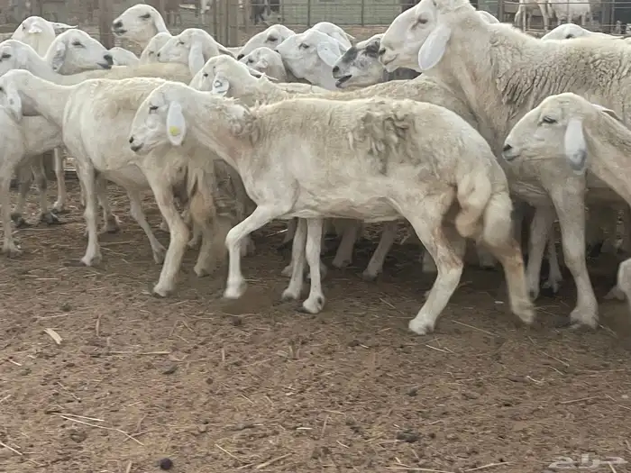 33 غنم حريات دفيع مراح غنم كفووو منوة القاني تم البيع 3