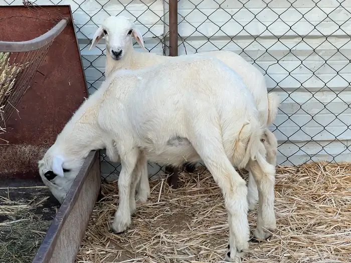 ثلاث عروض طيبه 4