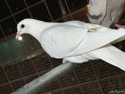 حمام فرنسي سلفر و أبيض index