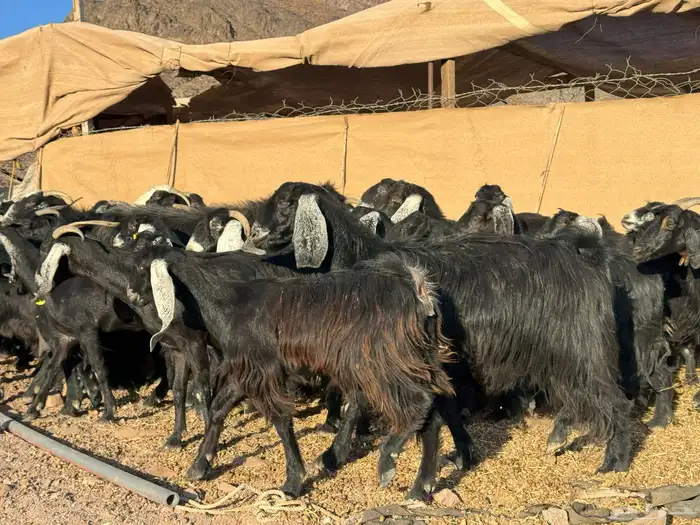 معزا عوارض 9