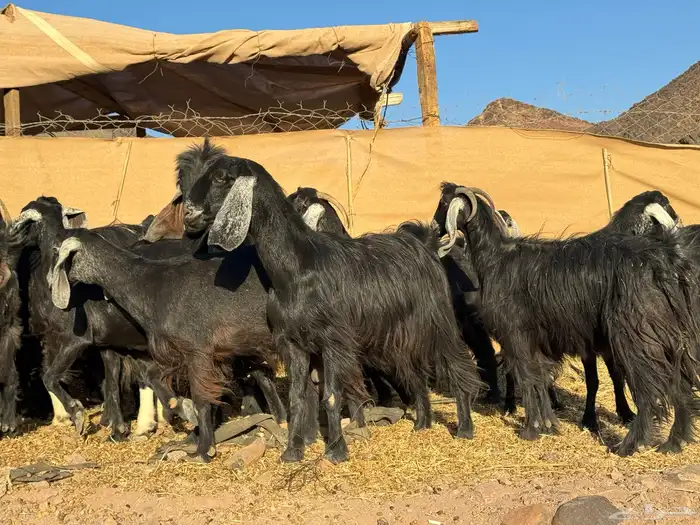 معزا عوارض 11