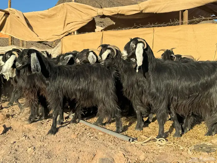 معزا عوارض 2