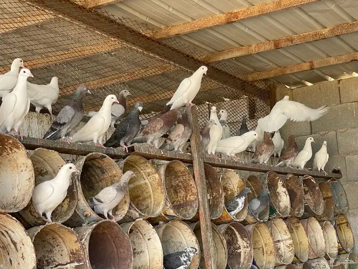 حمام مشكل اغلبه فرنسي سوبر جامبو 15 4