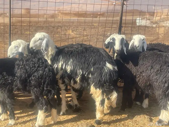 رخال نجد طيبه 0