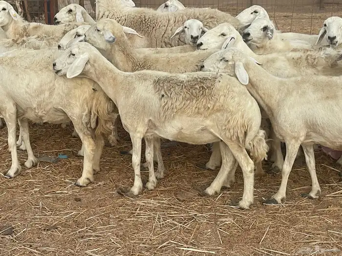 33 غنم حريات دفيع مراح غنم كفووو منوة القاني تم البيع 0