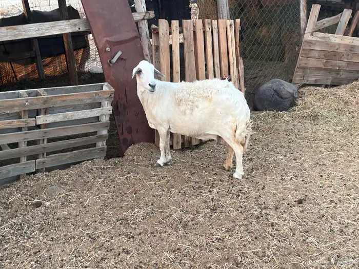 نعجه حريه 3