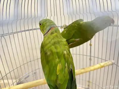 زوج ببغاء دره index