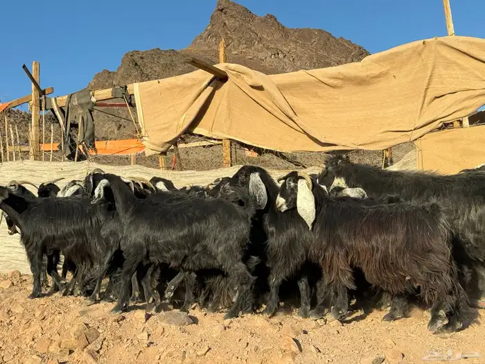 معزا عوارض 4