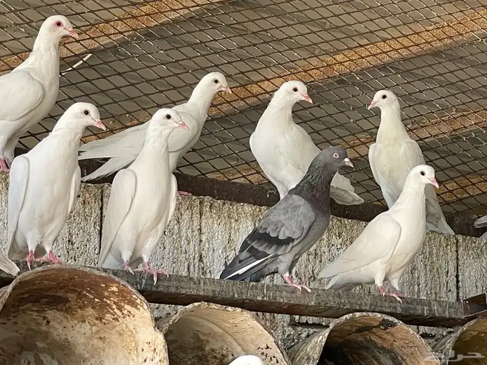 حمام مشكل اغلبه فرنسي سوبر جامبو 15 5