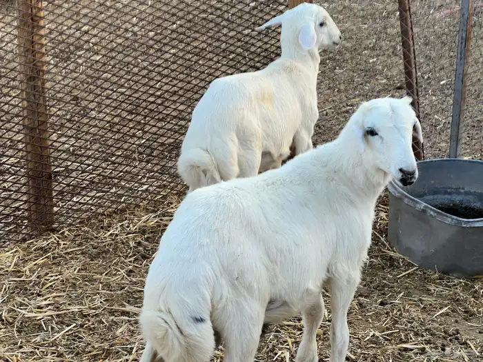 ثلاث عروض طيبه 5