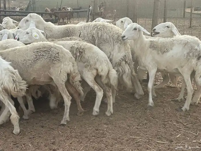 33 غنم حريات دفيع مراح غنم كفووو منوة القاني تم البيع 9