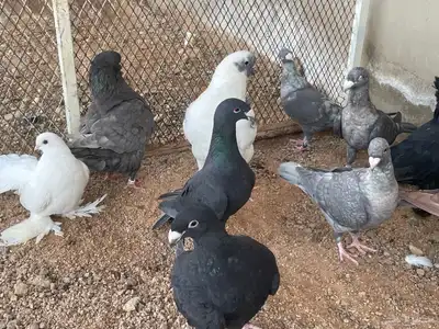 للبيع مجموعة حمام زينة index