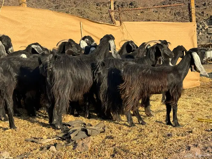 معزا عوارض 7