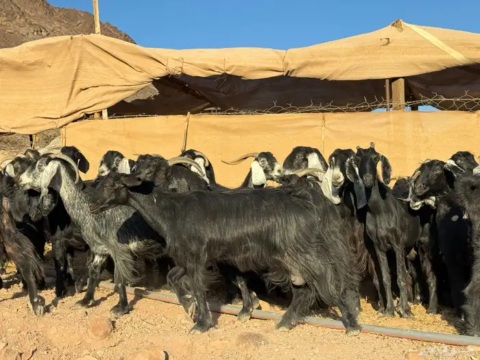 معزا عوارض 5