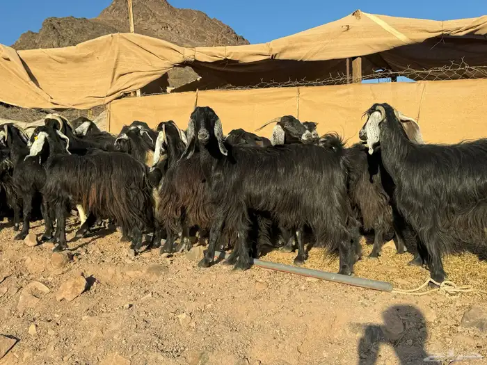 معزا عوارض 0