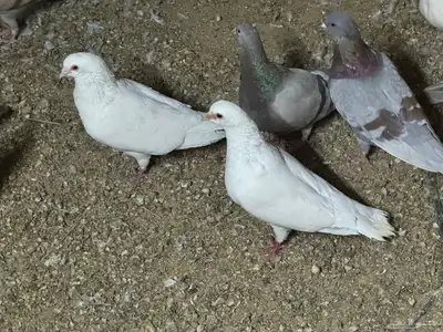 حمام فرنسي سلفر و أبيض index