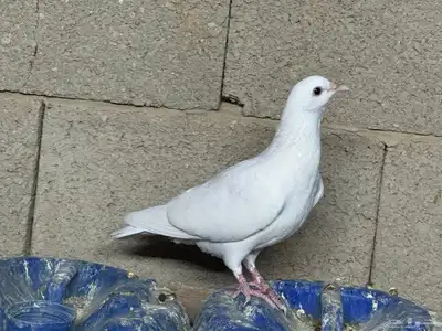 حمام فرنسي سلفر و أبيض index