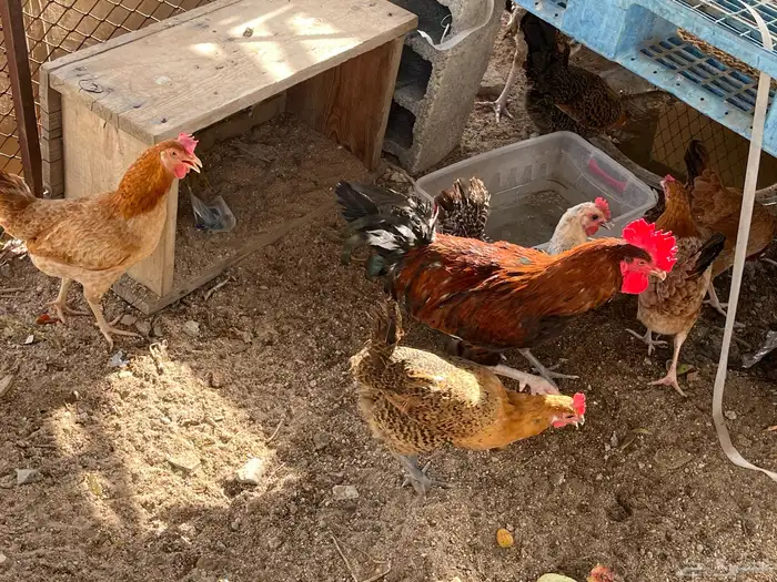 ديك بلدي العمر 12 9اشهر 1